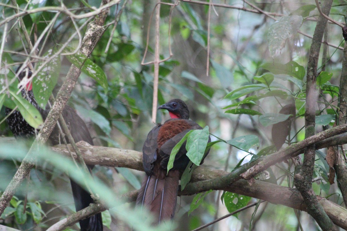 Crested Guan - Xander Vissering