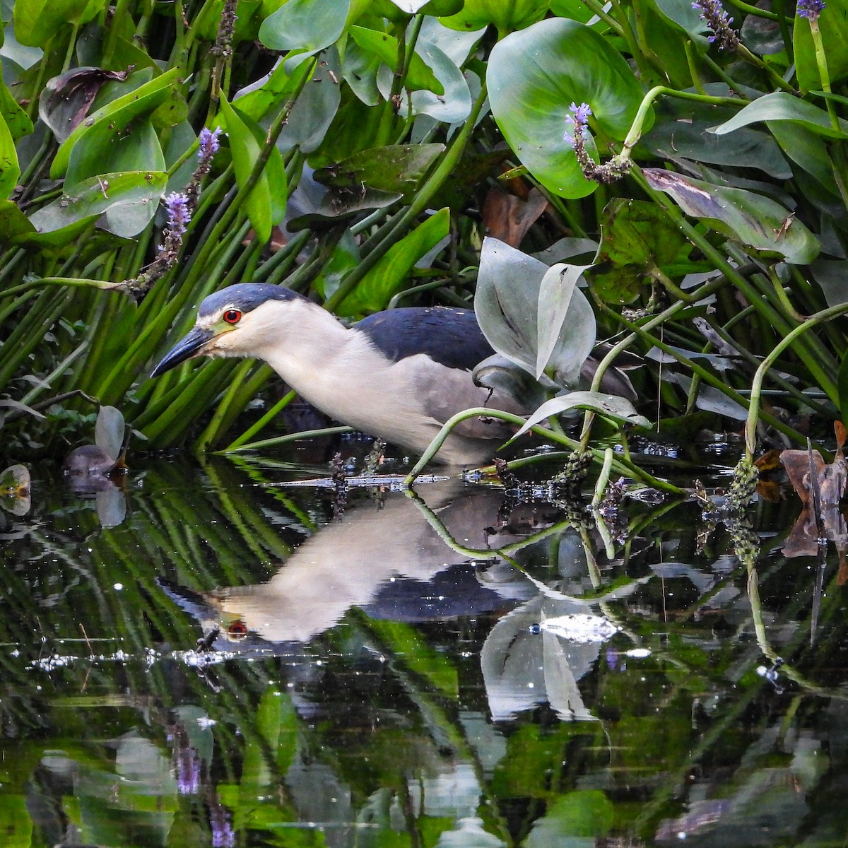 Black-crowned Night Heron - Kara Zanni