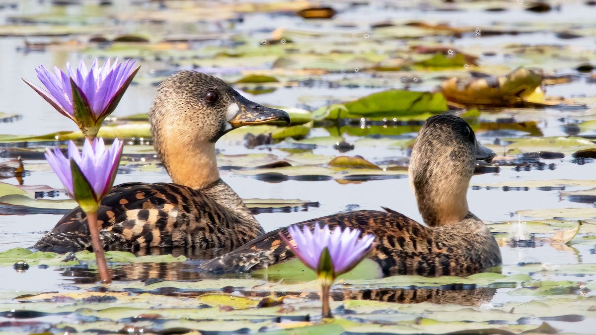 White-backed Duck - ML353685771