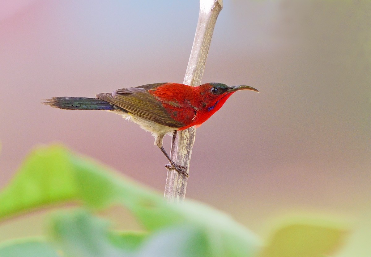 Crimson Sunbird - Supratim Mukherjee
