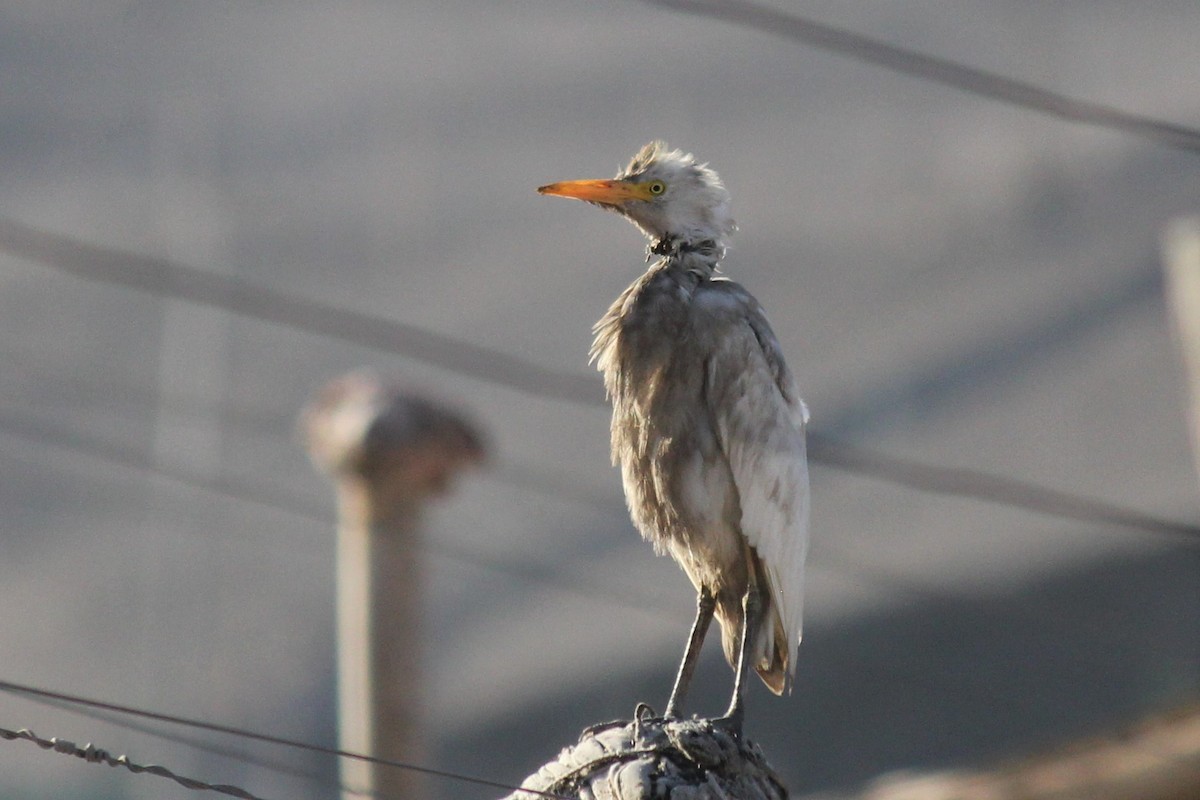 Western Cattle Egret - Yulia Koreshkova