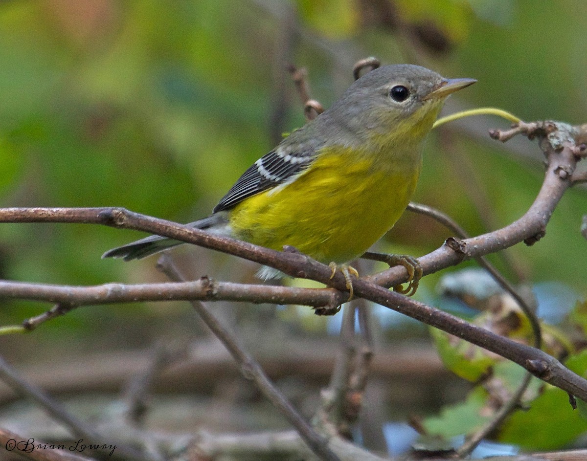 Magnolia Warbler - ML35368931