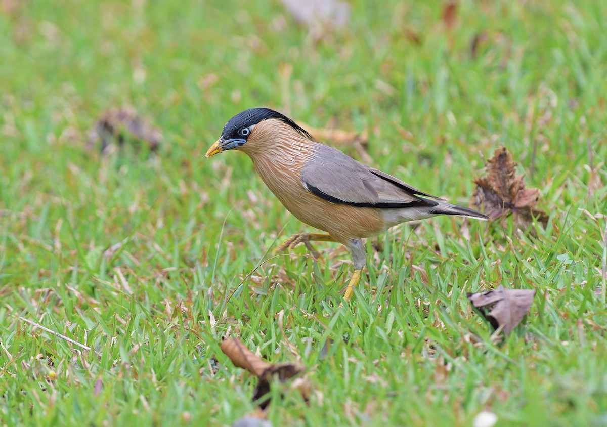 Brahminy Starling - Supratim Mukherjee