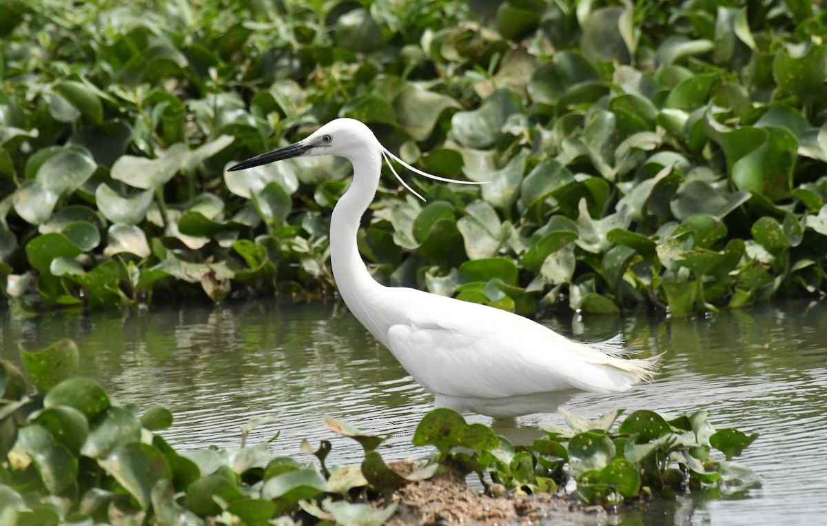 Aigrette garzette - ML353689901