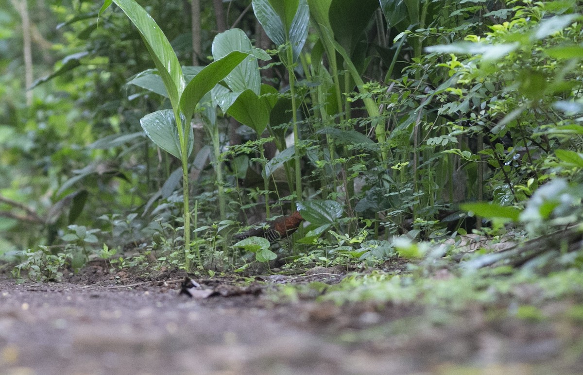 Slaty-legged Crake - ML353692041