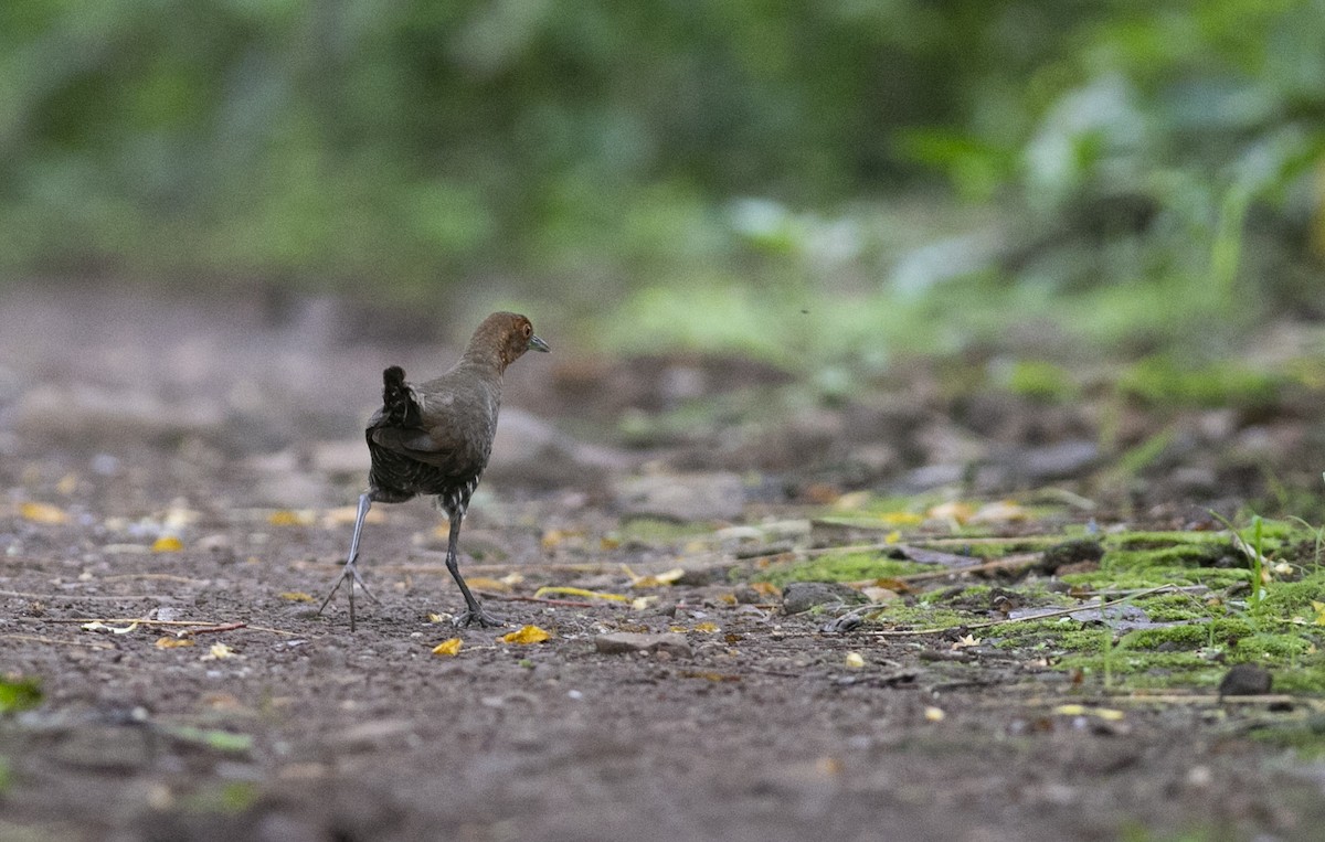 Slaty-legged Crake - Chandrika Khirani