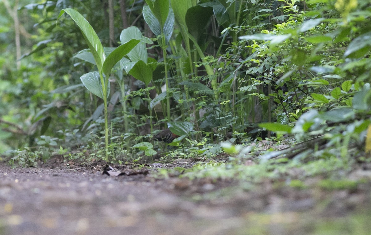 Slaty-legged Crake - ML353692111