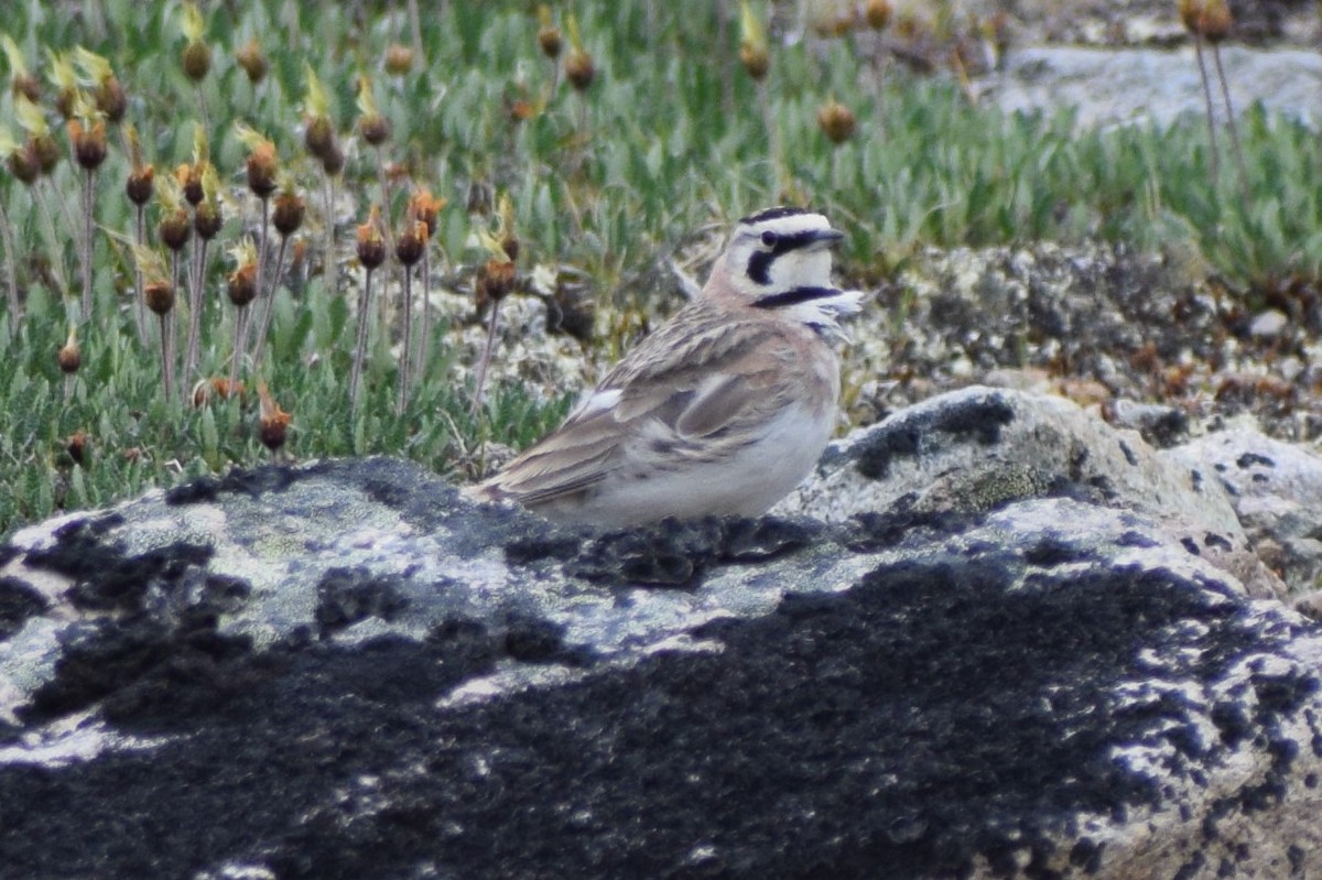 Horned Lark - ML353692461