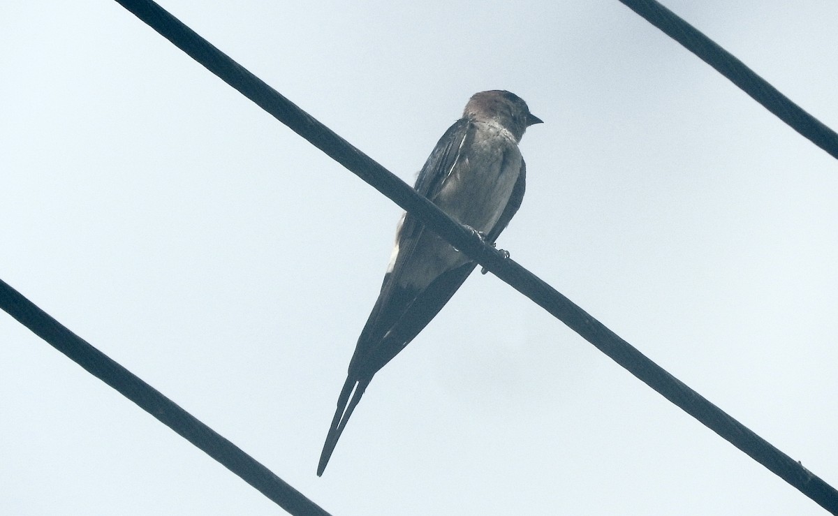 Red-rumped Swallow - ML353693221