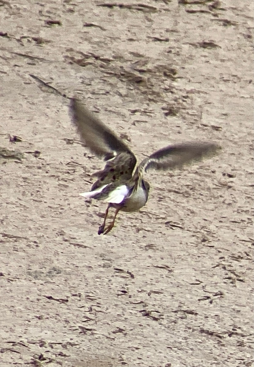 Temminck's Stint - ML353694441