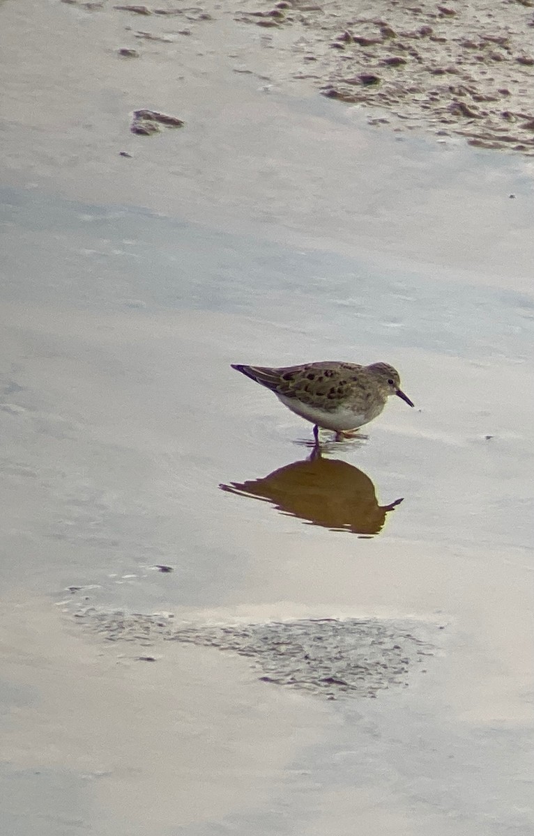 Temminck's Stint - Sam Brayshaw