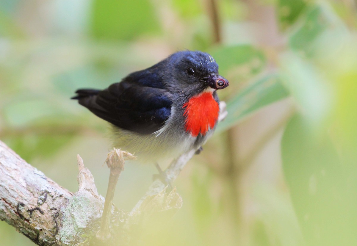 Black-sided Flowerpecker - ML35369501