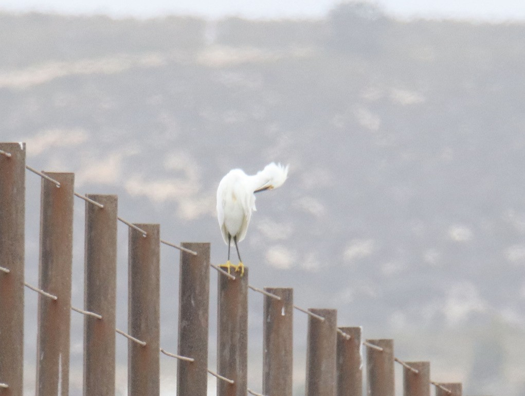 Snowy Egret - ML353695271