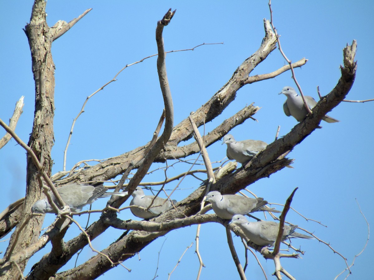 Eurasian Collared-Dove - Lisa Owens