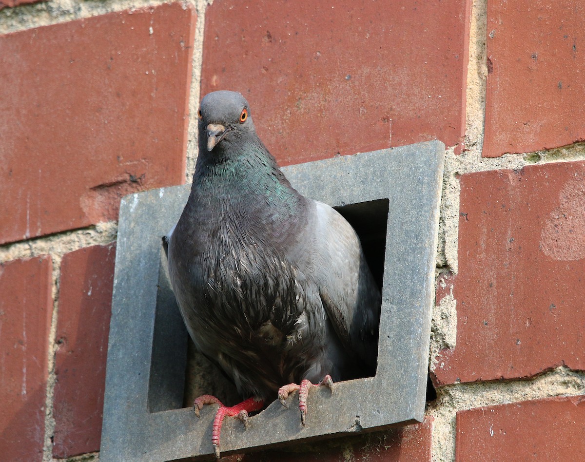 Rock Pigeon (Feral Pigeon) - ML353696351