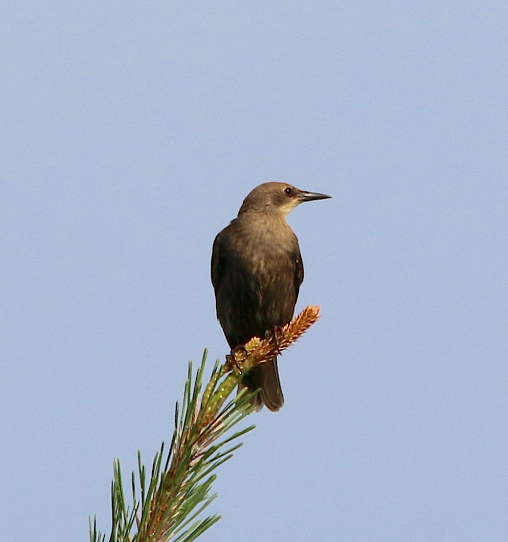 European Starling - ML353696691