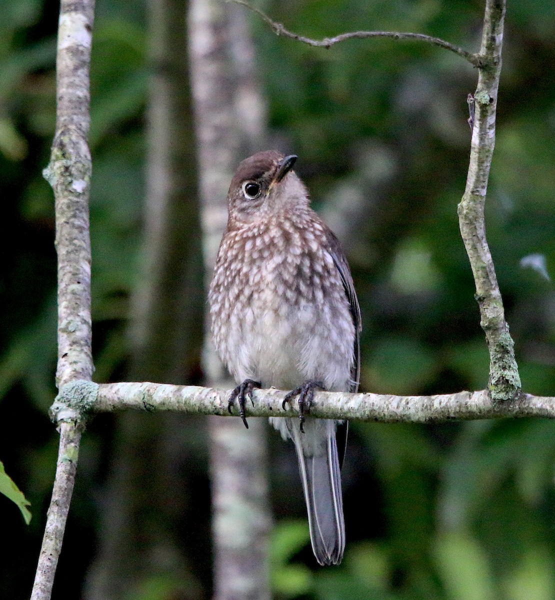 Eastern Bluebird - ML353696771