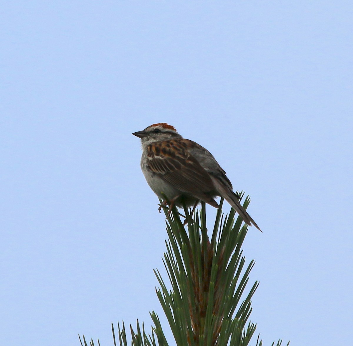 Chipping Sparrow - ML353696821