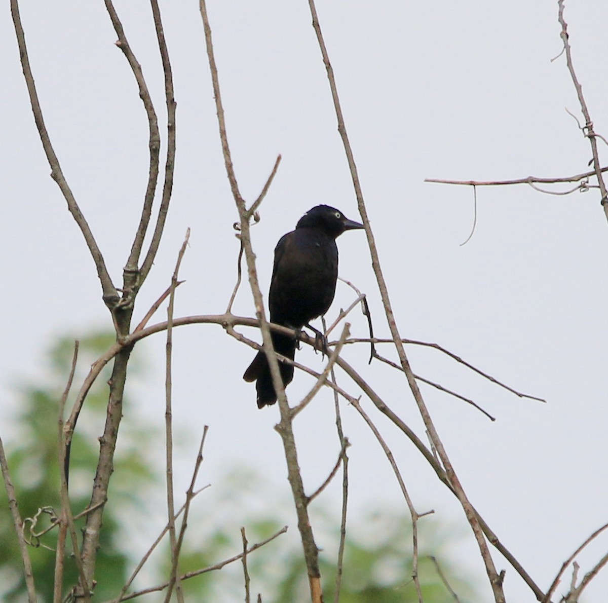 Common Grackle - ML353696861