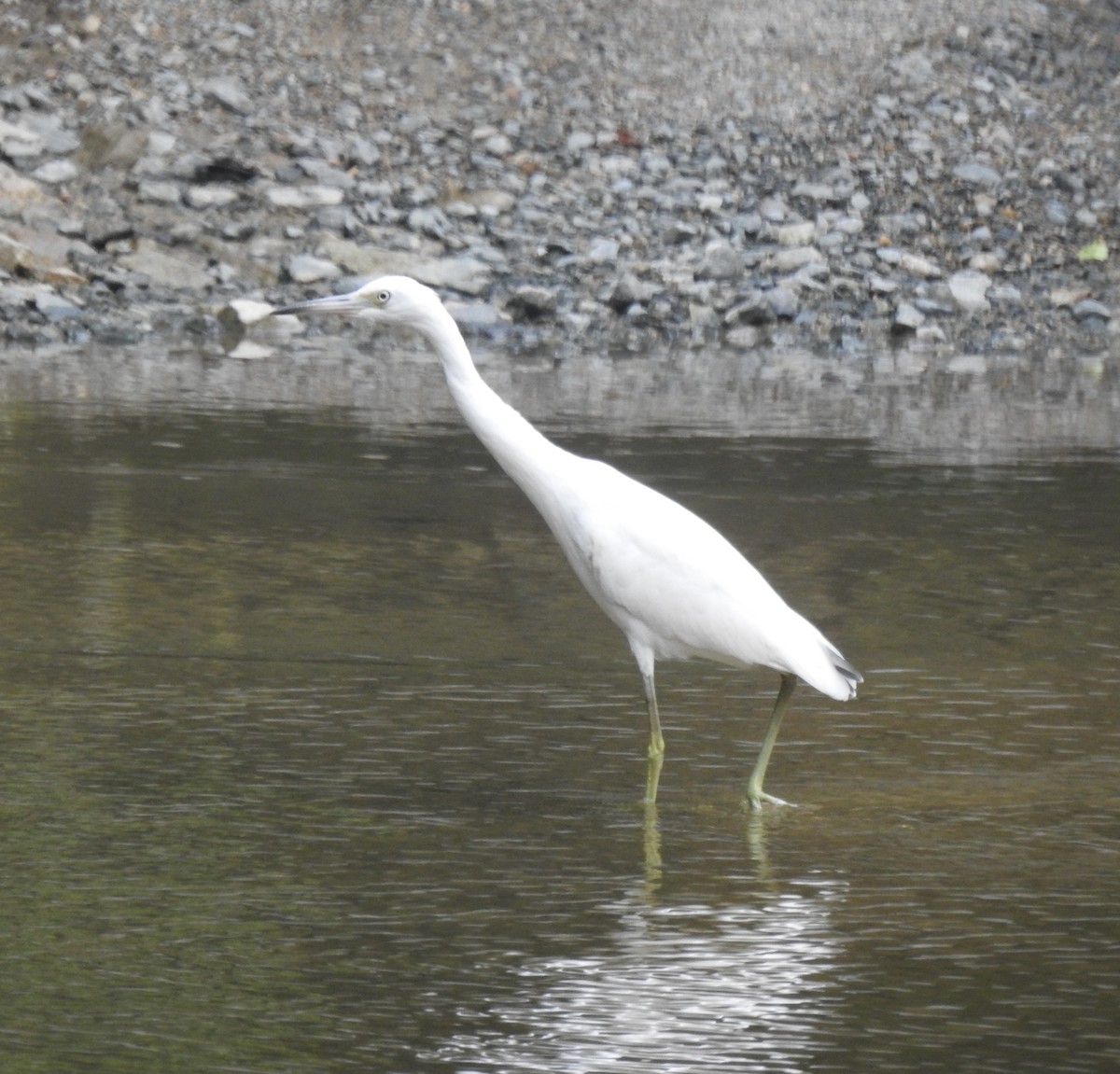 Little Blue Heron - ML353699721