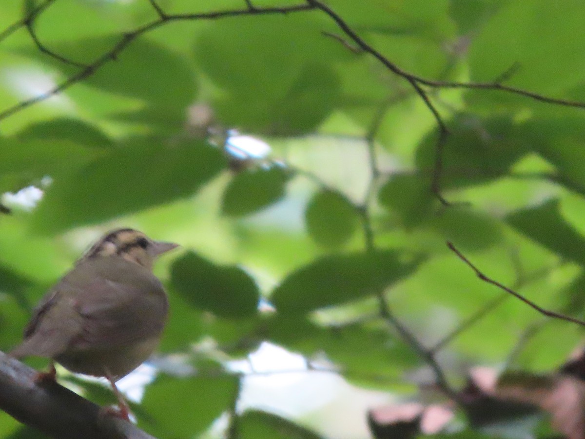 Worm-eating Warbler - ML353699831