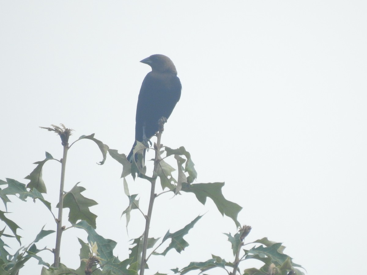 Brown-headed Cowbird - ML353700171