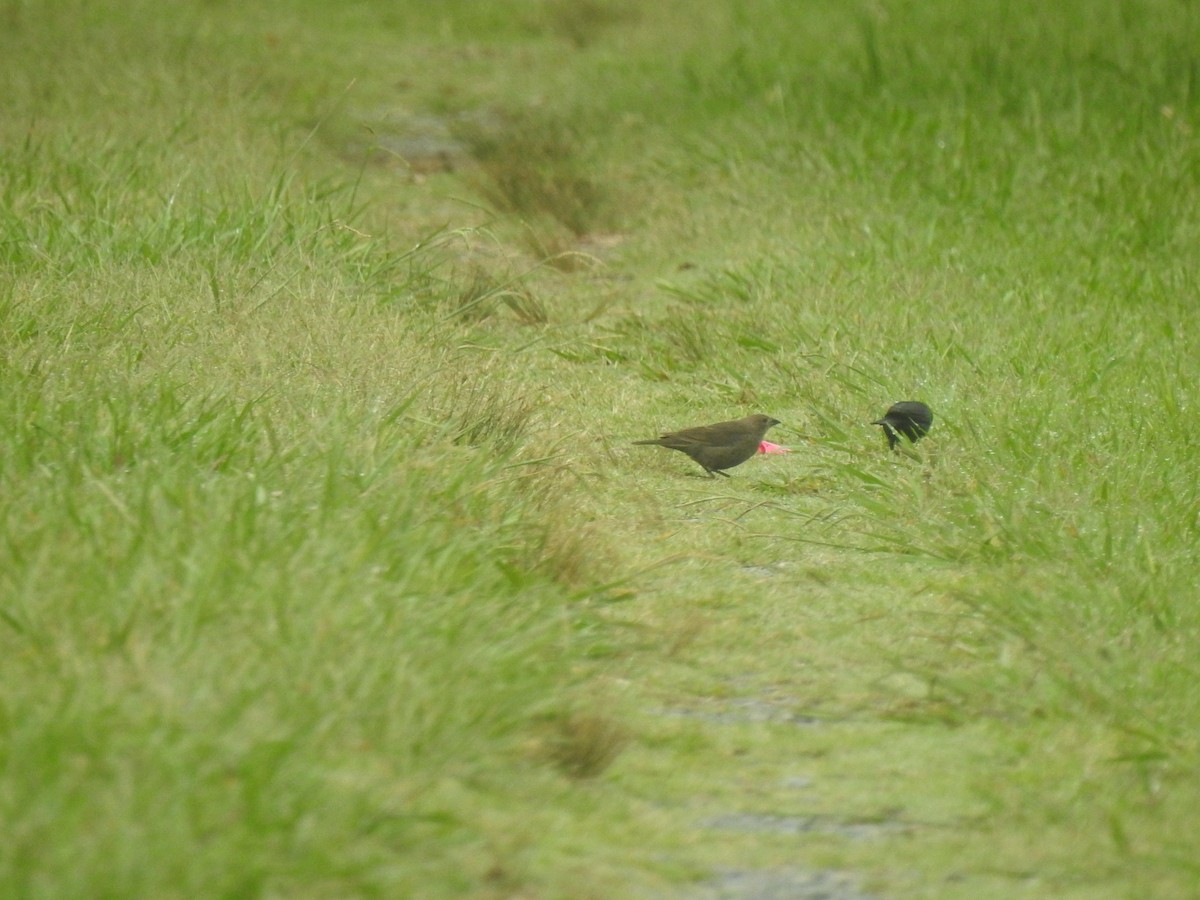 Brown-headed Cowbird - ML353700191