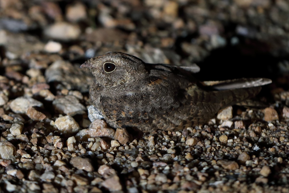 Savanna Nightjar - ML353700491