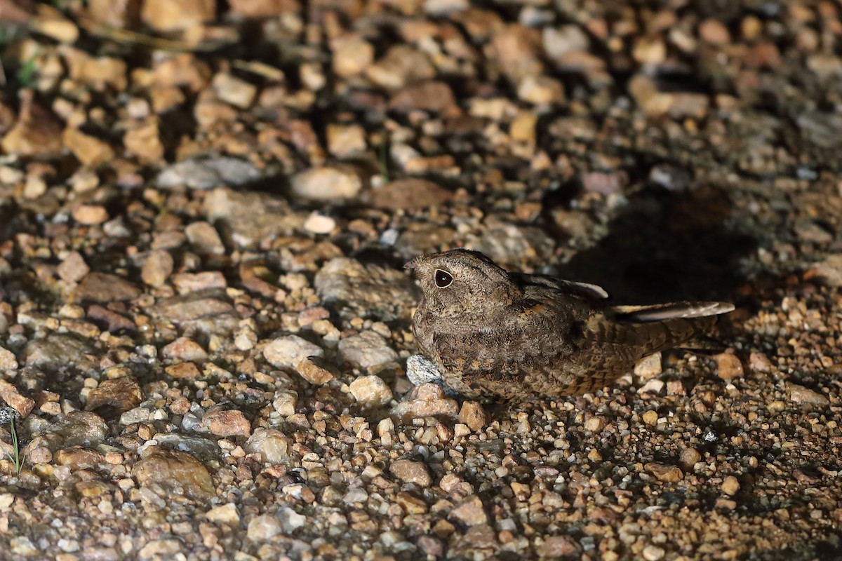 Savanna Nightjar - Krishna Murthy