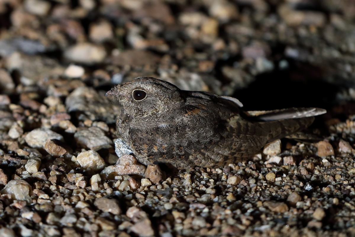 Savanna Nightjar - ML353700511