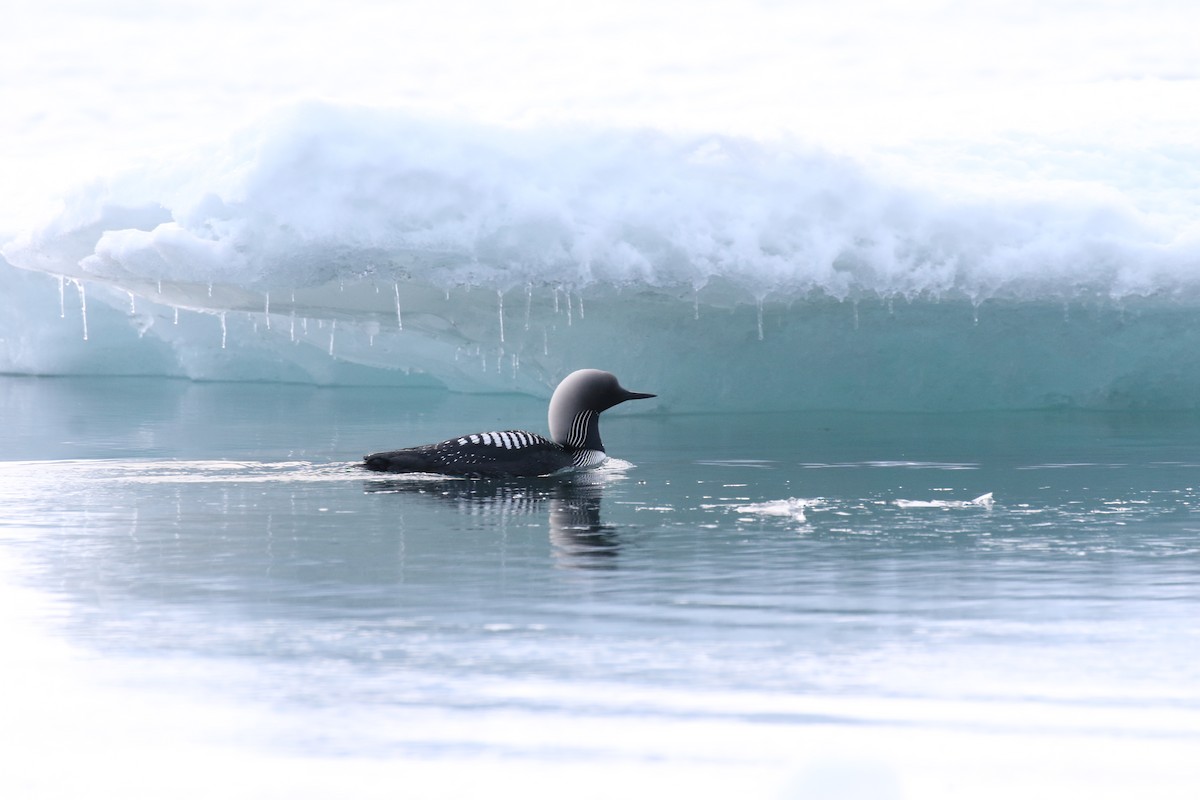 Pacific Loon - Jonah  Benningfield