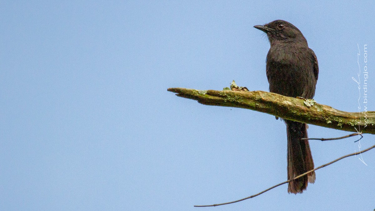 Northern Black-Flycatcher - ML353700801