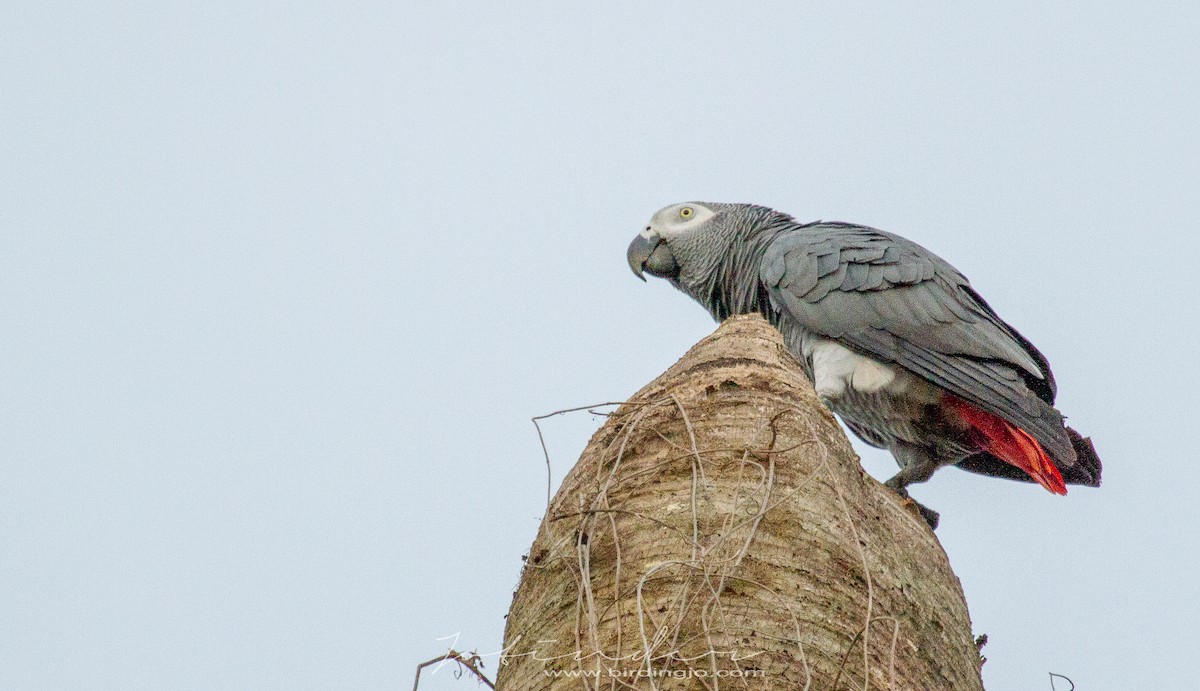 Gray Parrot - ML353701091