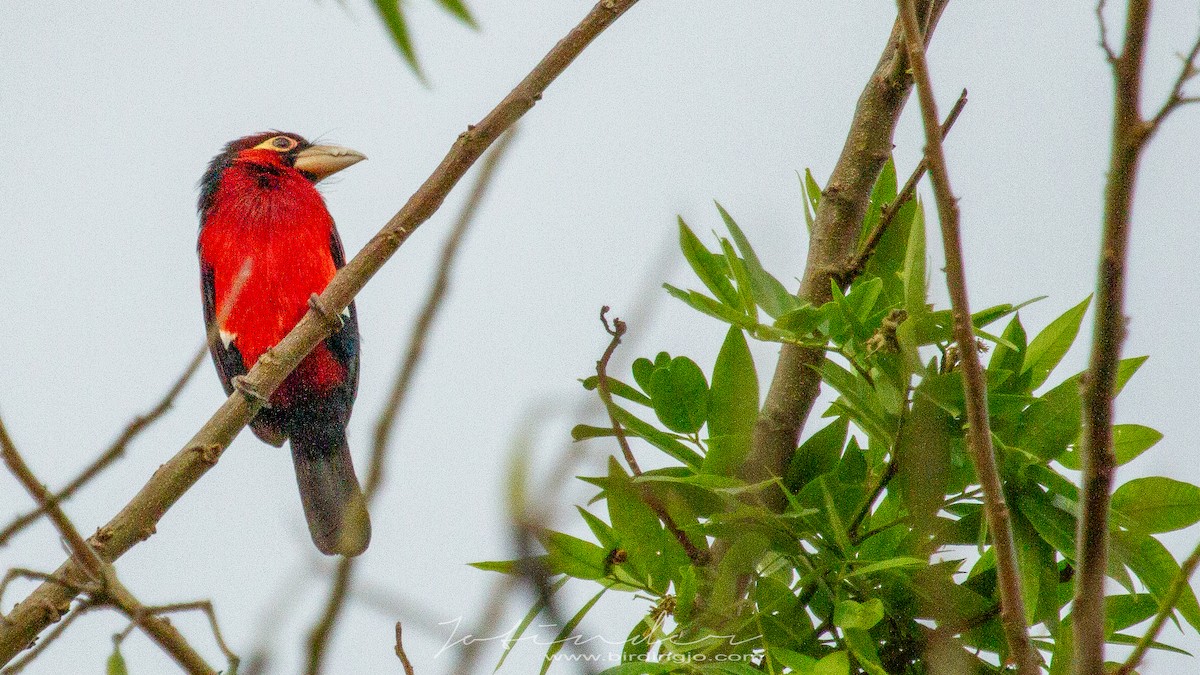 Double-toothed Barbet - Jotinder Sudan