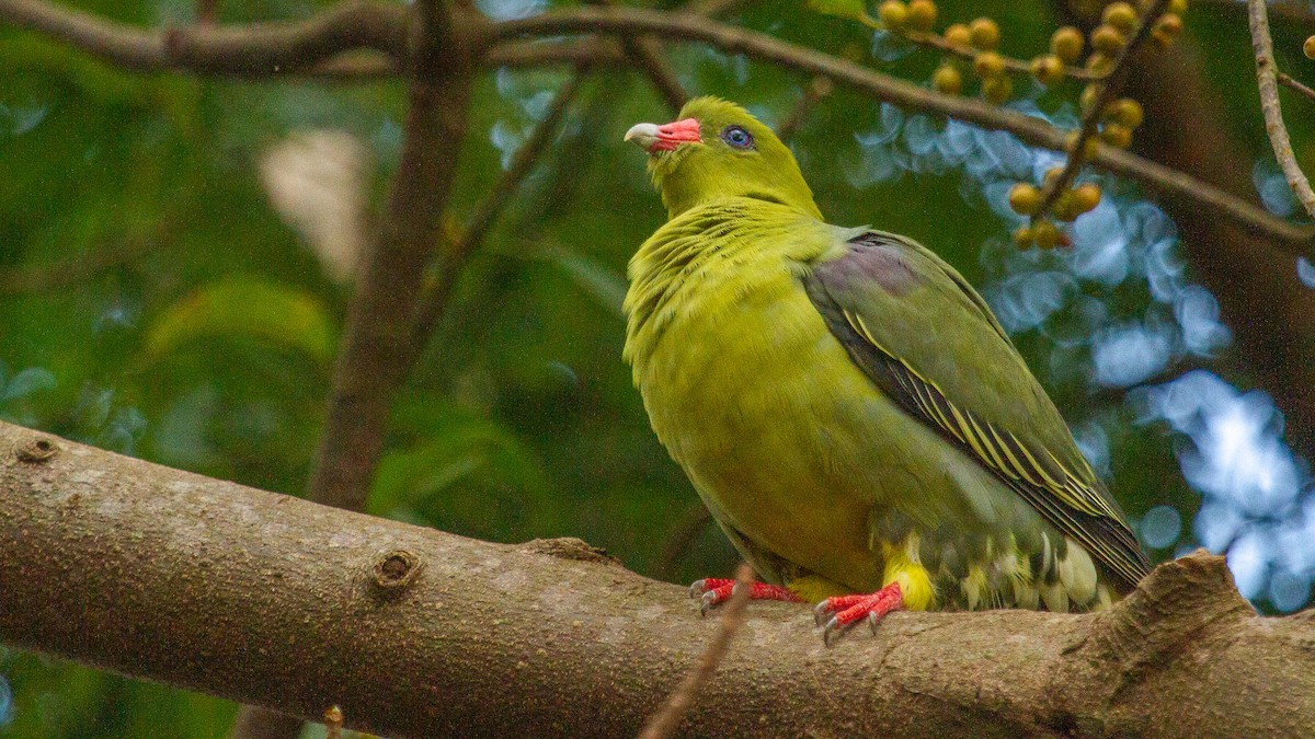 African Green-Pigeon - ML353701821