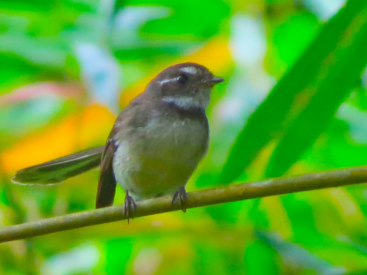 Gray Fantail - ML353701911