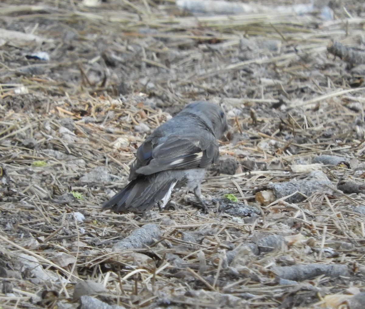 Townsend's Solitaire - Dan Stoebel