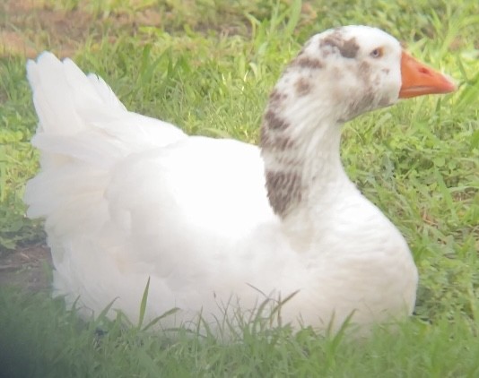 Domestic goose sp. (Domestic type) - ML353703541