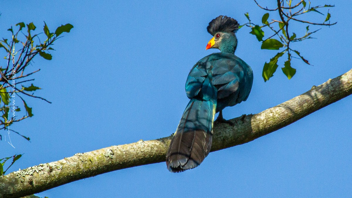 Turaco Gigante - ML353703901