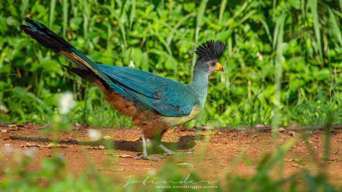 Turaco Gigante - ML353704171