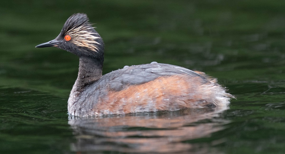 Eared Grebe - ML353704291