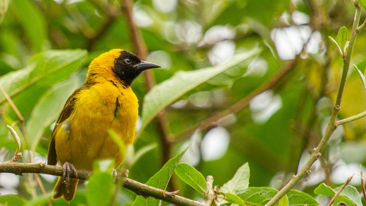 Slender-billed Weaver - ML353704321