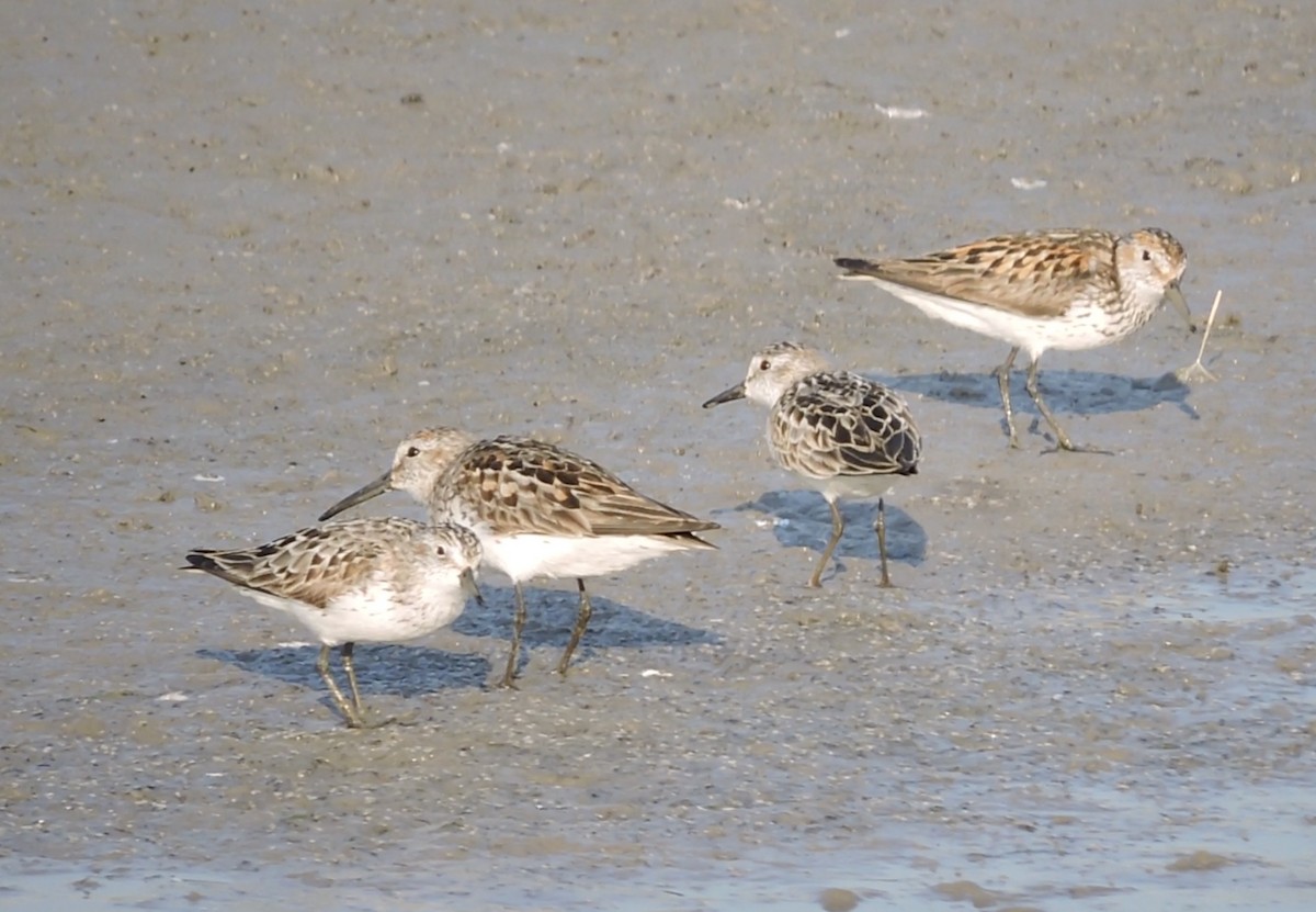 Western Sandpiper - ML353704961