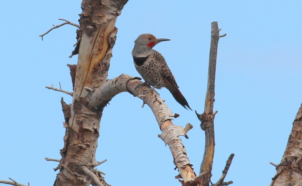 Northern Flicker (Red-shafted) - ML353705821