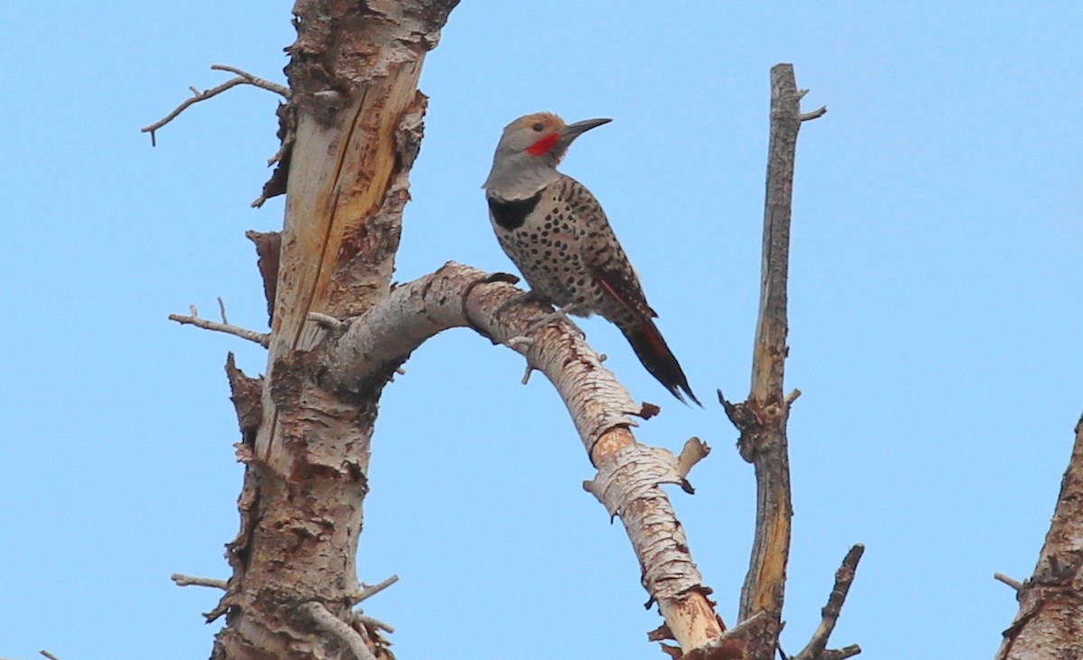 Northern Flicker (Red-shafted) - ML353705831