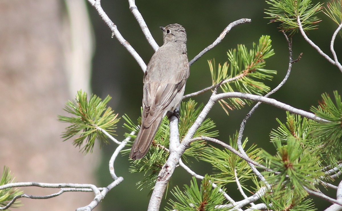 Townsend's Solitaire - ML353706151