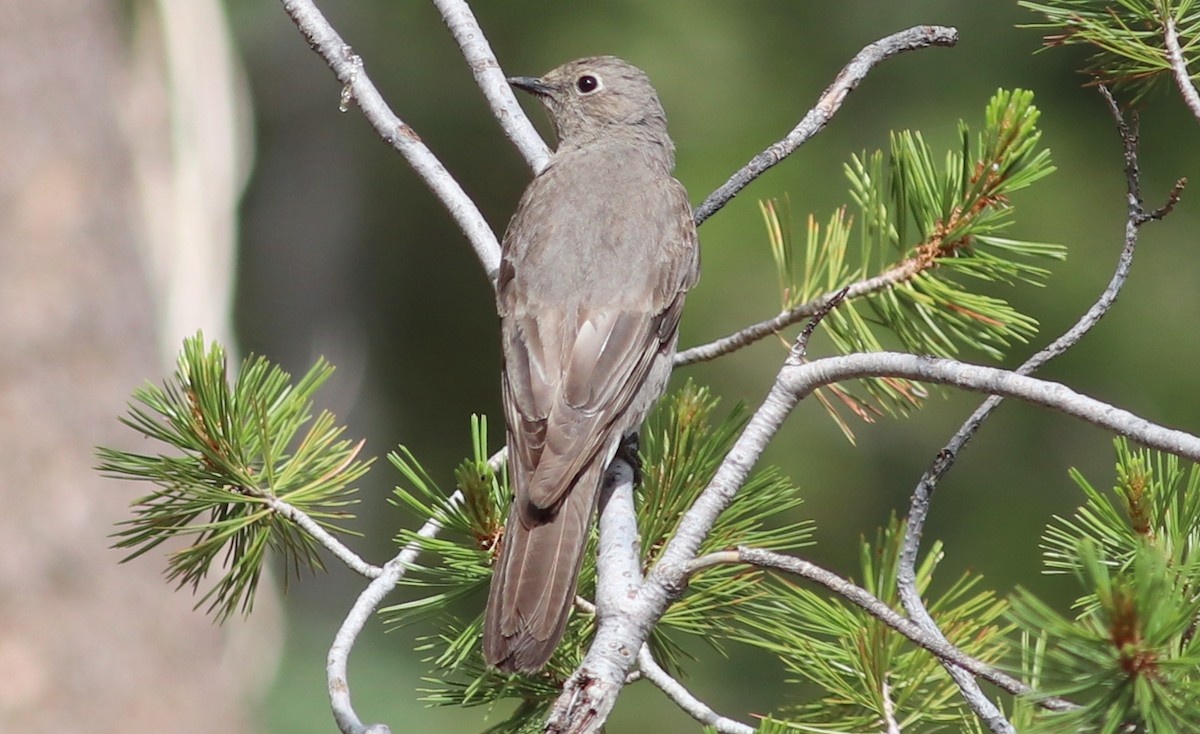 Townsend's Solitaire - ML353706161