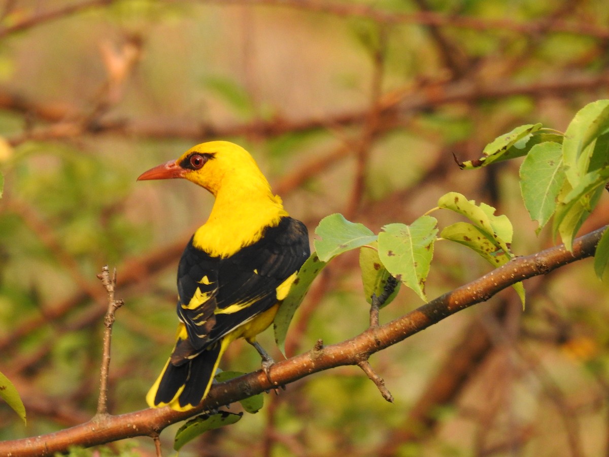 Indian Golden Oriole - ML353706221