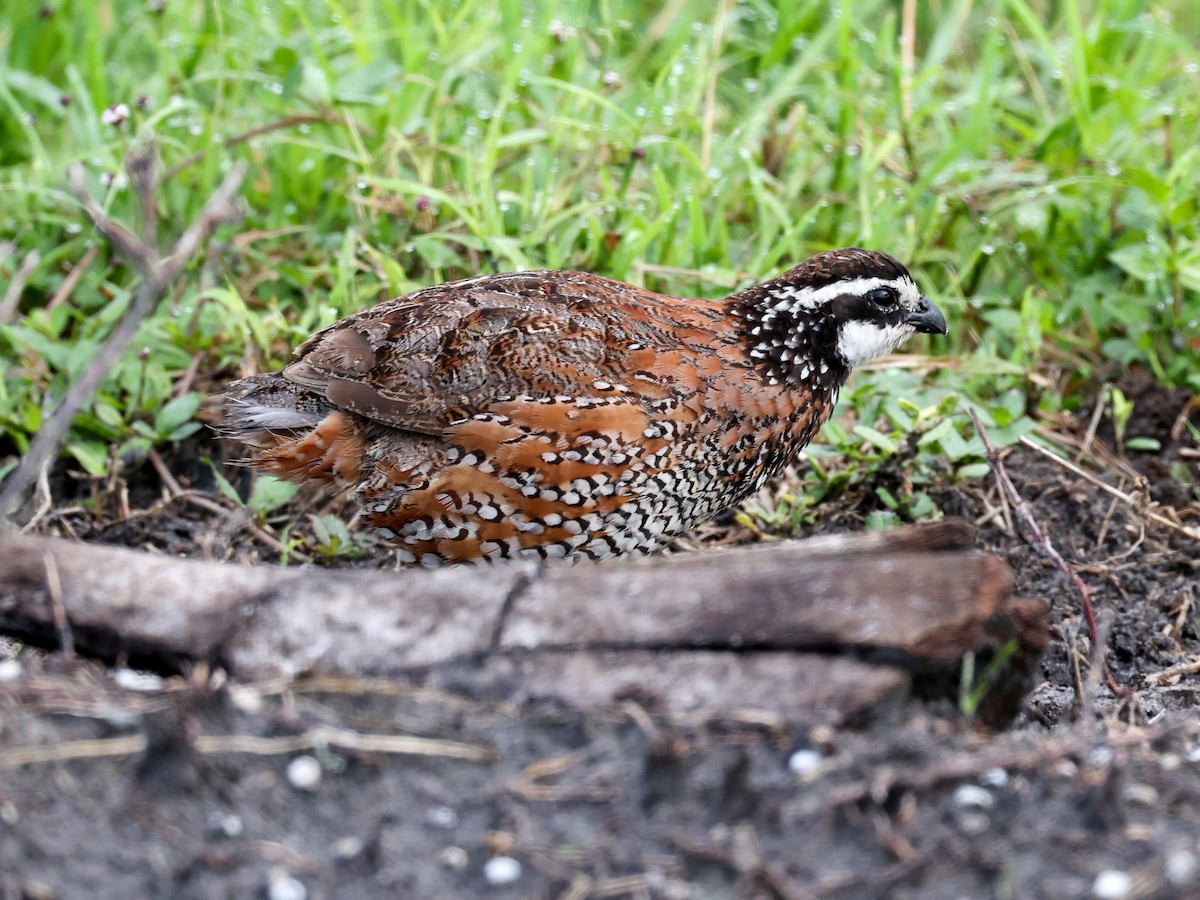 Northern Bobwhite - Lynette Spence