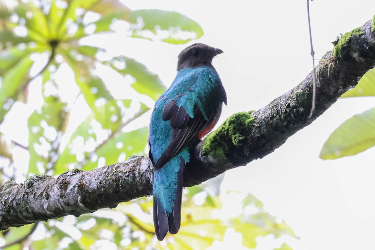 White-tipped Quetzal - ML353708201